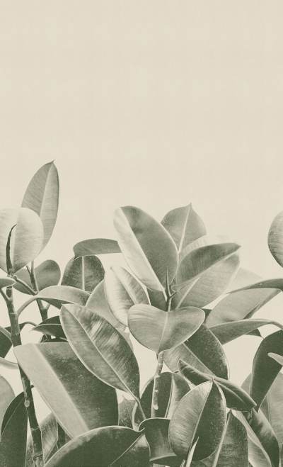 Rubber plant Londonart