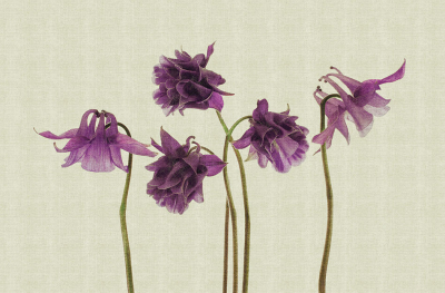 Campanula Londonart