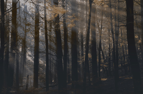 Canadian forest Londonart
